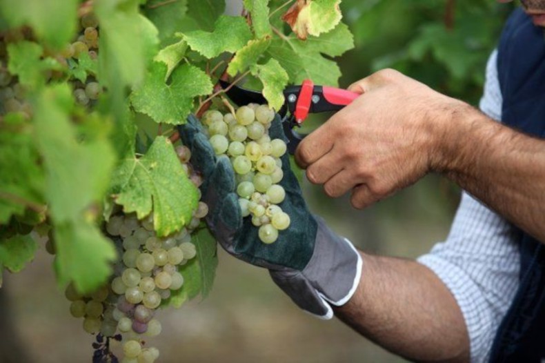 Секреты успешного выращивания винограда: Как обеспечить богатый урожай