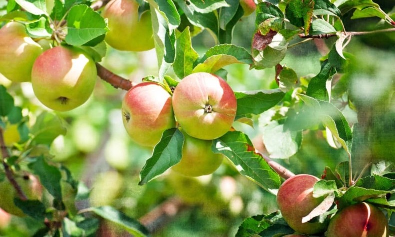Яблони в саду: выбор зимостойких сортов и правильный уход