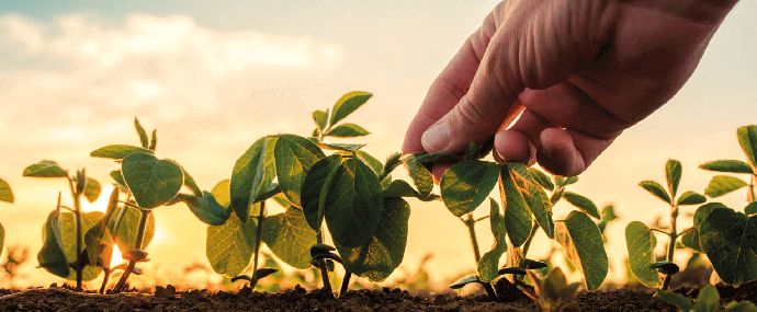 Органоминеральное питание: новый подход к устойчивому сельскому хозяйству