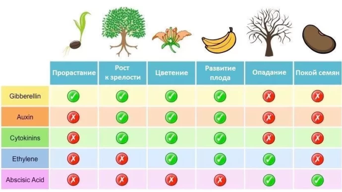 Фитогормоны - это регуляторы роста растений