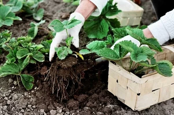 Правильная посадка и уход за клубникой: советы для садоводов